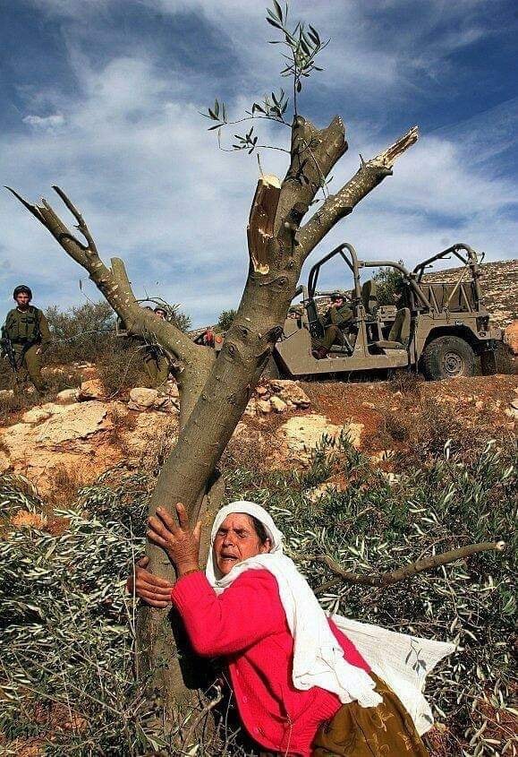 Pal Woman w Olive Tree